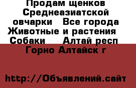 Продам щенков Среднеазиатской овчарки - Все города Животные и растения » Собаки   . Алтай респ.,Горно-Алтайск г.